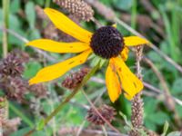 Rudbeckia fulgida Lundsgård, Helsingborg, Skåne, Sweden 20231001_0066