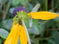 Rudbeckia fulgida Lundsgård, Helsingborg, Skåne, Sweden 20231001_0068