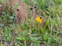 Rudbeckia fulgida Lundsgård, Helsingborg, Skåne, Sweden 20231001_0071