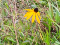 Rudbeckia fulgida Lundsgård, Helsingborg, Skåne, Sweden 20231001_0072