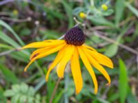 Rudbeckia fulgida Lundsgård, Helsingborg, Skåne, Sweden 20231001_0074