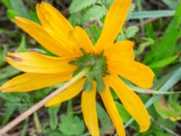 Rudbeckia fulgida Lundsgård, Helsingborg, Skåne, Sweden 20231001_0076