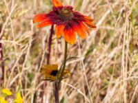 Rudbeckia hirta Krokbäcksparken, Malmö, Skåne, Sweden 20220728_0017