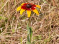 Rudbeckia hirta Krokbäcksparken, Malmö, Skåne, Sweden 20220728_0021