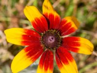 Rudbeckia hirta Krokbäcksparken, Malmö, Skåne, Sweden 20220728_0022