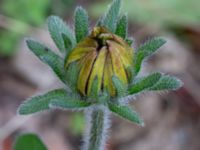 Rudbeckia hirta Sliparebacken N delen, Lund, Skåne, Sweden 20220804_0043