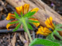 Rudbeckia hirta Svedala jorddeponi, Svedala, Skåne, Sweden 20231021_0063