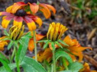 Rudbeckia hirta Svedala jorddeponi, Svedala, Skåne, Sweden 20231021_0065