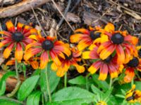 Rudbeckia hirta Svedala jorddeponi, Svedala, Skåne, Sweden 20231021_0066