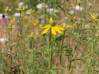 Rudbeckia laciniata Krokbäcksparken, Malmö, Skåne, Sweden 20220728_0046