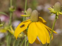 Rudbeckia laciniata Krokbäcksparken, Malmö, Skåne, Sweden 20220728_0047