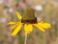 Rudbeckia maxima Krokbäcksparken, Malmö, Skåne, Sweden 20220728_0052