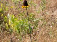 Rudbeckia maxima Kroksbäcksparken, Malmö, Skåne, Sweden 20220811_0019