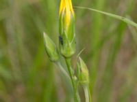 Scorzonera hispanica Scoutstugan, Bunkeflo strandängar, Malmö, Skåne, Sweden 20170613_0050