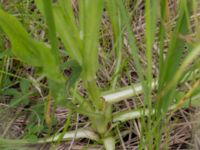 Scorzonera hispanica Scoutstugan, Bunkeflo strandängar, Malmö, Skåne, Sweden 20170613_0051