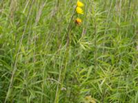 Scorzonera hispanica Scoutstugan, Bunkeflostrand, Malmö, Skåne, Sweden 20160619_0003