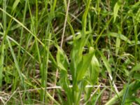 Scorzonera hispanica Scoutstugan, Bunkeflostrand, Malmö, Skåne, Sweden 20160619_0005