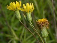 Scorzonera hispanica Scoutstugan, Bunkeflostrand, Malmö, Skåne, Sweden 20160619_0006