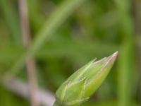 Scorzonera hispanica Scoutstugan, Bunkeflostrand, Malmö, Skåne, Sweden 20160619_0012