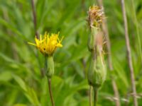 Scorzonera hispanica Scoutstugan, Bunkeflostrand, Malmö, Skåne, Sweden 20160619_0017