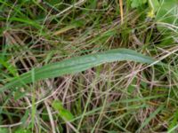 Scorzonera humilis Fuktängen, Toarp, Malmö, Skåne, Sweden 20240525_0120