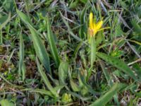 Scorzonera humilis Gyetorpskärret, Kristianstad, Skåne, Sweden 20150514_0181