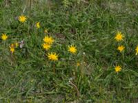 Scorzonera humilis Hörninge mosse, Borgholm, Öland, Sweden 20190525_0092