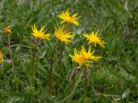 Scorzonera humilis Hörninge mosse, Borgholm, Öland, Sweden 20190525_0093