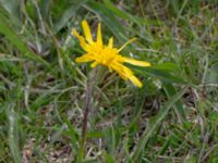 Scorzonera humilis Hörninge mosse, Borgholm, Öland, Sweden 20190525_0094