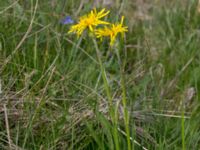 Scorzonera humilis Käglinge hästbacke, Malmö, Skåne, Sweden 20160529_0028