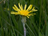 Scorzonera humilis Kungsmarken, Lund, Skåne, Sweden 20160528_0012