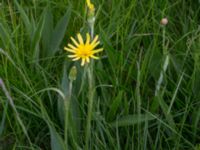 Scorzonera humilis Kungsmarken, Lund, Skåne, Sweden 20160528_0013