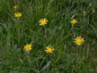 Scorzonera humilis Kungsmarken, Lund, Skåne, Sweden 20160528_0014