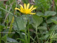 Scorzonera humilis Liaängen, Kågeröd, Eslöv, Skåne, Sweden 20160518_0043