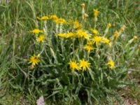 Scorzonera humilis Tveta reningsverk, Mörbylånga, Öland, Sweden 20170525_0305