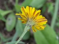 Scorzoneroides autumnalis Svarta hål, Revingefältet, Lund, Skåne, Sweden 20160703_0049