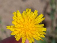 Scorzoneroides autumnalis Svarta hål, Revingefältet, Lund, Skåne, Sweden 20160703_0058