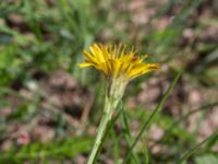 Scorzoneroides autumnalis Svarta hål, Revingefältet, Lund, Skåne, Sweden 20160703_0060