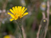 Scorzoneroides autumnalis var. autumnalis Husie mosse, Malmö, Skåne, Sweden 20150719_0031