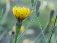 Scorzoneroides autumnalis var. autumnalis Kämnärsvägen 41, Lund, Skåne, Sweden 20170810_0035