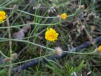 Scorzoneroides autumnalis var. autumnalis Kämnärsvägen 41, Lund, Skåne, Sweden 20170810_0038