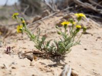 Senecio glaucus Nizzana, Israel 20130327 455