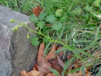 Senecio inaequidens Centralen, Malmö, Skåne, Sweden 20181020_0020