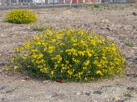 Senecio inaequidens Centralen, Malmö, Skåne, Sweden 20181020_0021