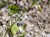 Senecio inaequidens Grodreservatet, Norra hamnen, Malmö, Skåne, Sweden 20160612_0062