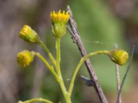 Senecio inaequidens Grodreservatet, Norra hamnen, Malmö, Skåne, Sweden 20160612_0064