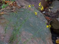 Senecio inaequidens Kungsparken, Malmö, Skåne, Sweden 20171014_0012