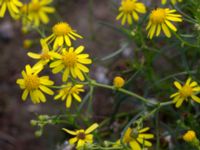 Senecio inaequidens Lindängelunds rekreationsområde, Malmö, Skåne, Sweden 20150829_0051