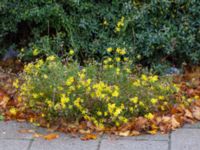 Senecio inaequidens Lundavägen 65, Malmö, Skåne, Sweden 20151018_0012