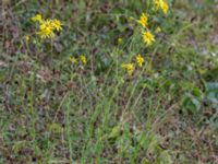 Senecio inaequidens Pildammsparken, Malmö, Skåne, Sweden 20150717_0053